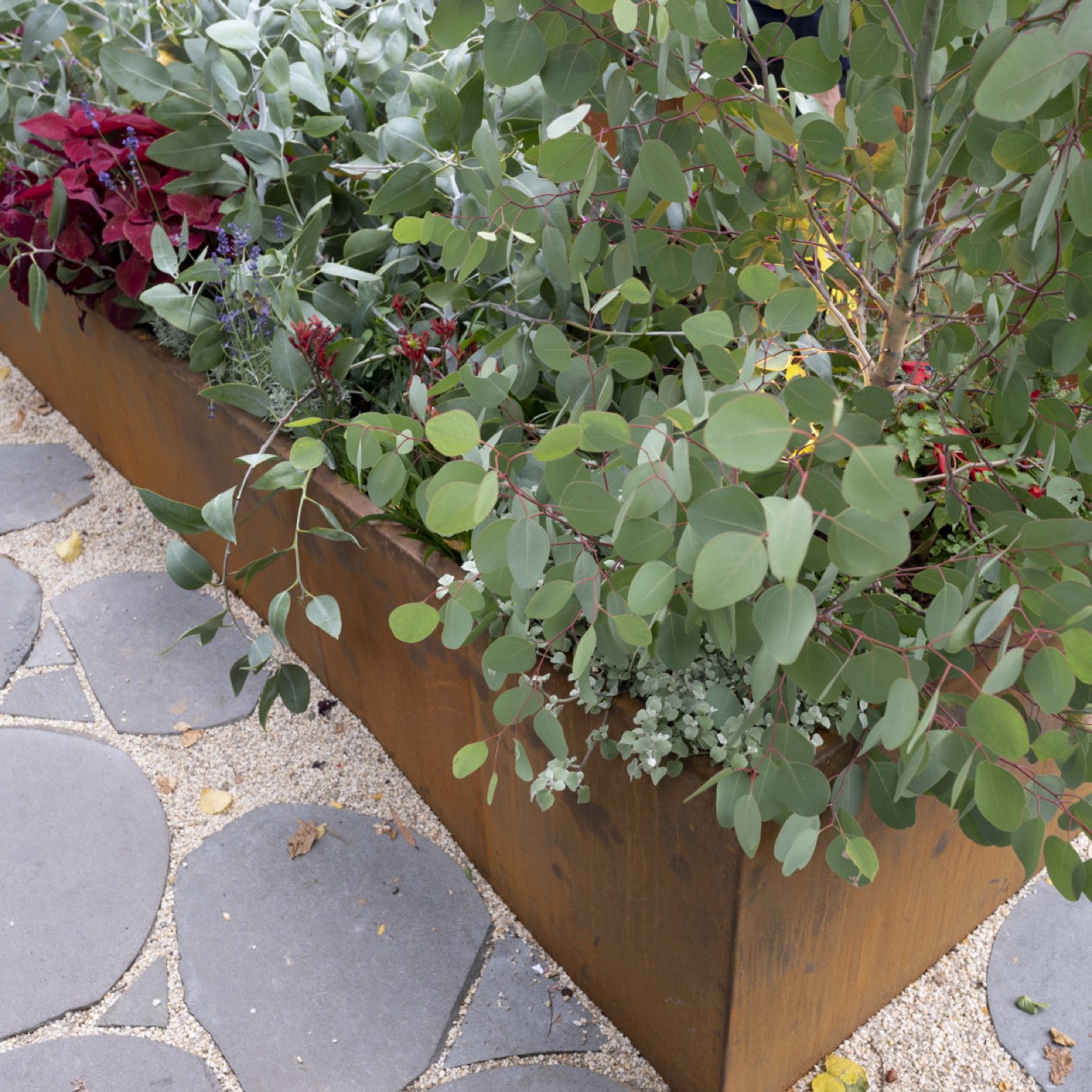 Close-up of a planted corten trough beside a flagstone path, showing the weathered surface and the folded rim, planted with eucalyptus and red foliage.